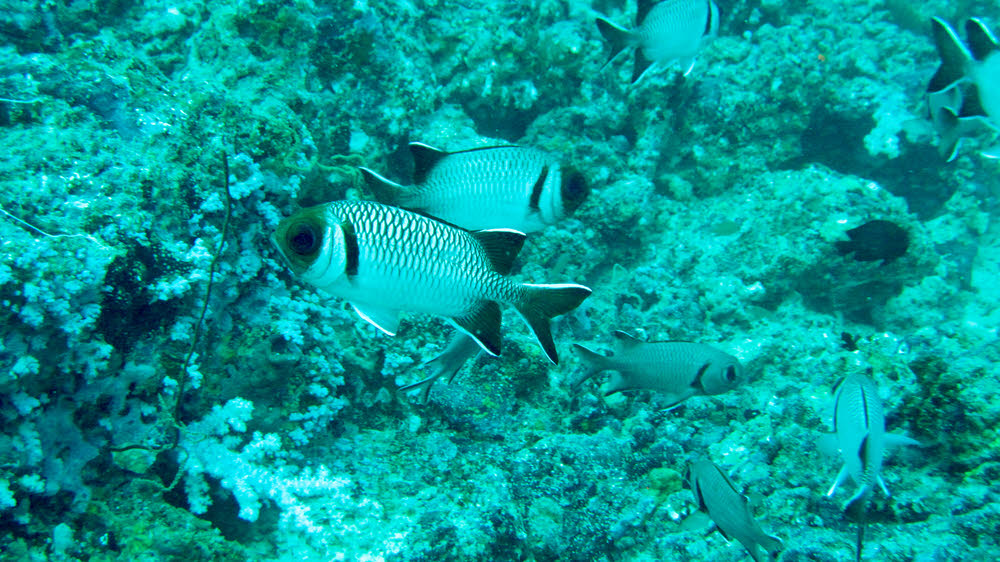 Possibly a group of Pale / Blackspot / Finspot Soldierfish (Miropristis botche) at Panettone Kandu. Described as rare, but definitely reported from the Maldives.  (195k)