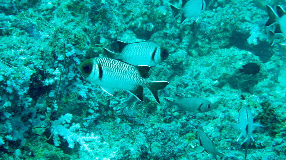 Possibly a group of Pale / Blackspot / Finspot Soldierfish (Miropristis botche) at Panettone Kandu. Described as rare, but definitely reported from the Maldives. (195k)