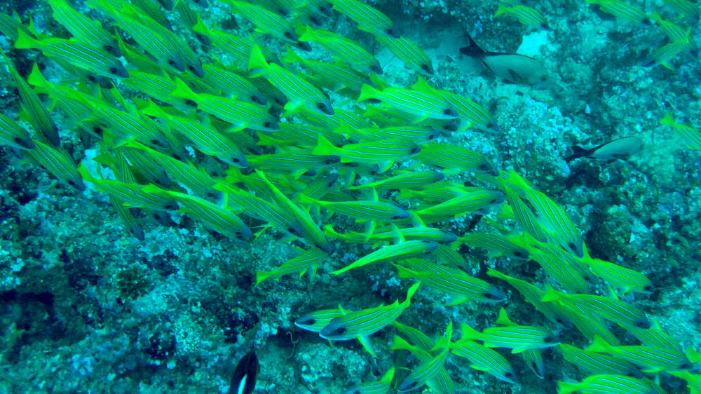 Blue-stripe snappers (Lutjanus kasmira) sheltering from the current at Panettone Kandu.  (220k)