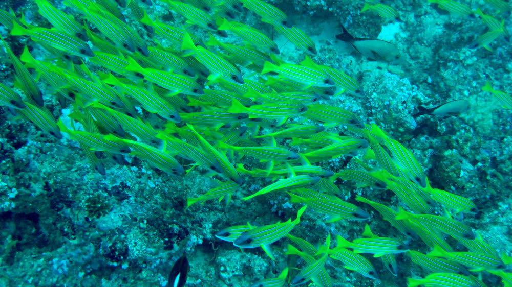 Blue-stripe snappers (Lutjanus kasmira) sheltering from the current at Panettone Kandu. (220k)