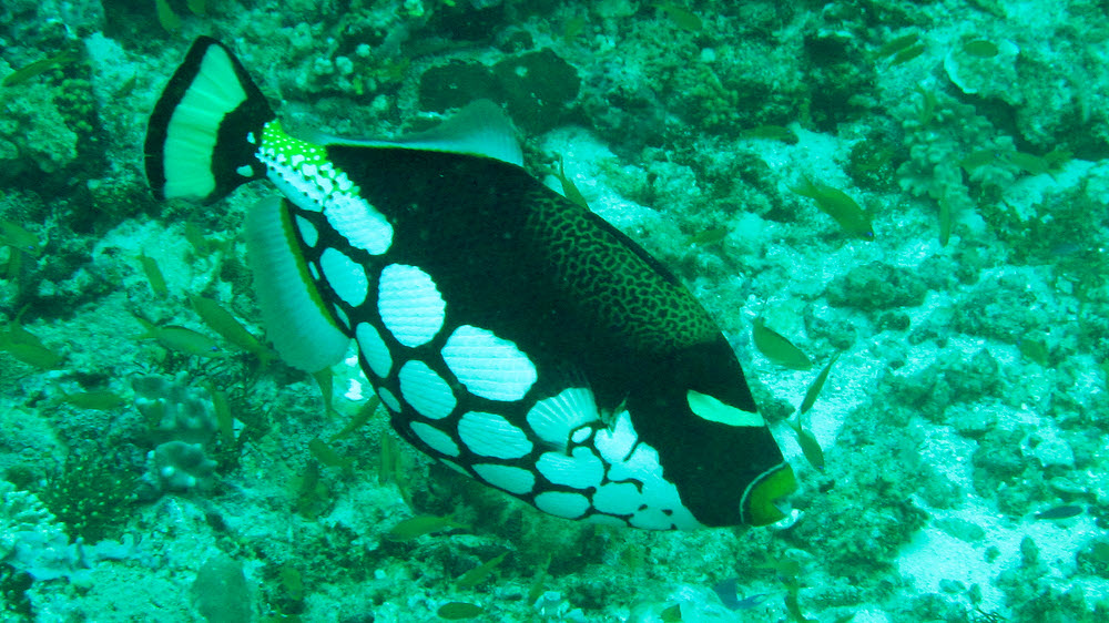 Clown Triggerfish (Balistoides conspiculum) at Panettone Kandu. (231k)