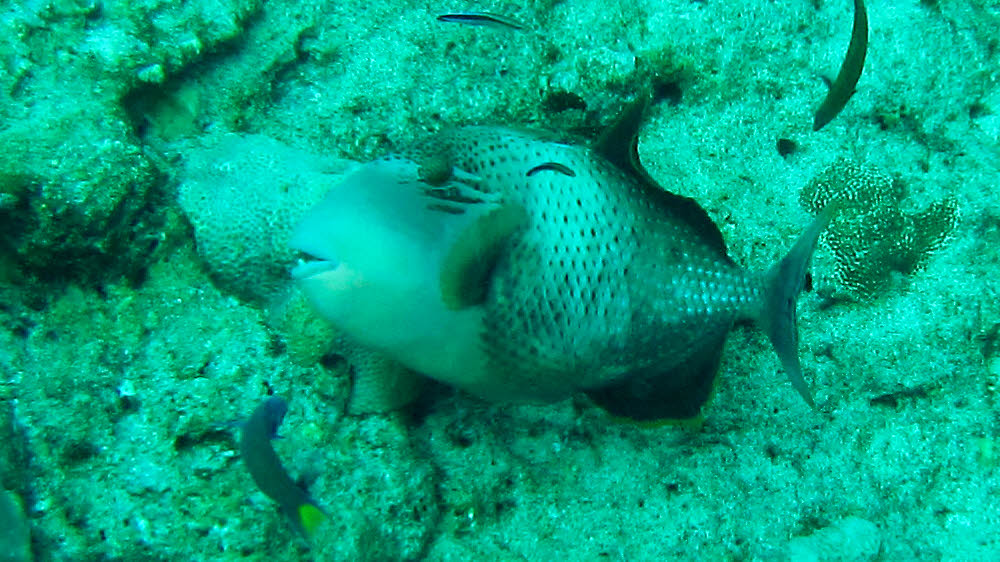 Yellowmargin Triggerfish (Pseudobalistes flavimarginatus) at Panettone Kandu.  (164k)