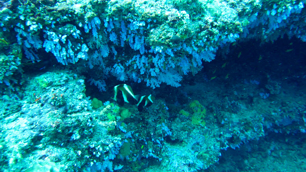 Beautiful blue Cauliflower Soft Coral (Scleronephthya sp) and a pair of Phantom or Indian Bannerfish (Heniochus pleurotaenia) at about
20m at Emmas Thila.�The blue coral looks brighter than this underwater, and is commonly found hanging from ceilings and walls at this sort of depth. (230k)