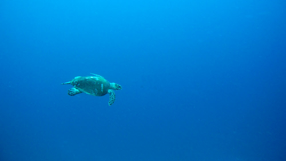 A Hawksbill Turtle (Eretmochelys imbricata) swims past in the blue at Emmas Thila.  (34k)