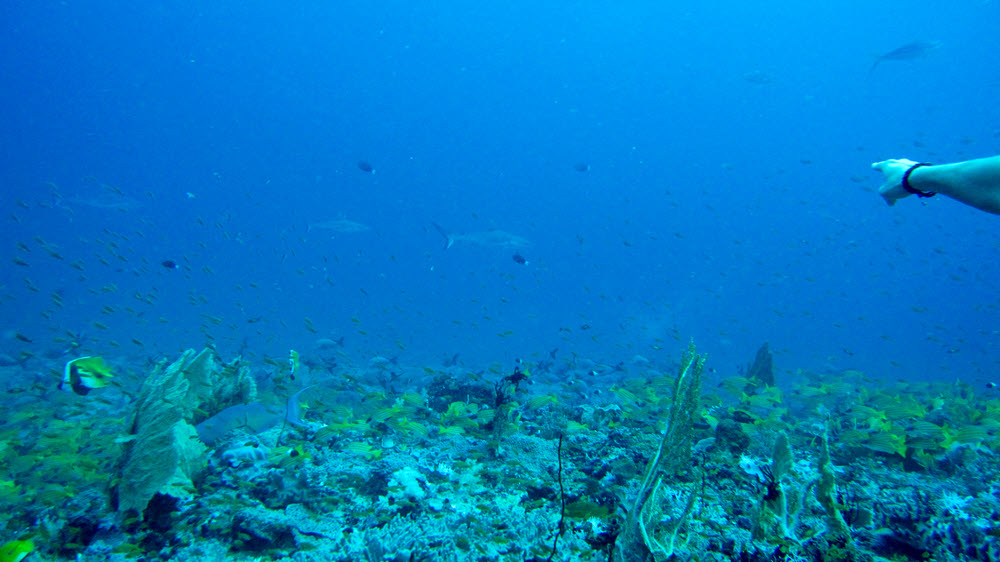 Bjorn points out three wary Grey Reef Sharks (Carcharhinus amblyrhynchos) in the distance at 25m at Emmas Thila.  (141k)