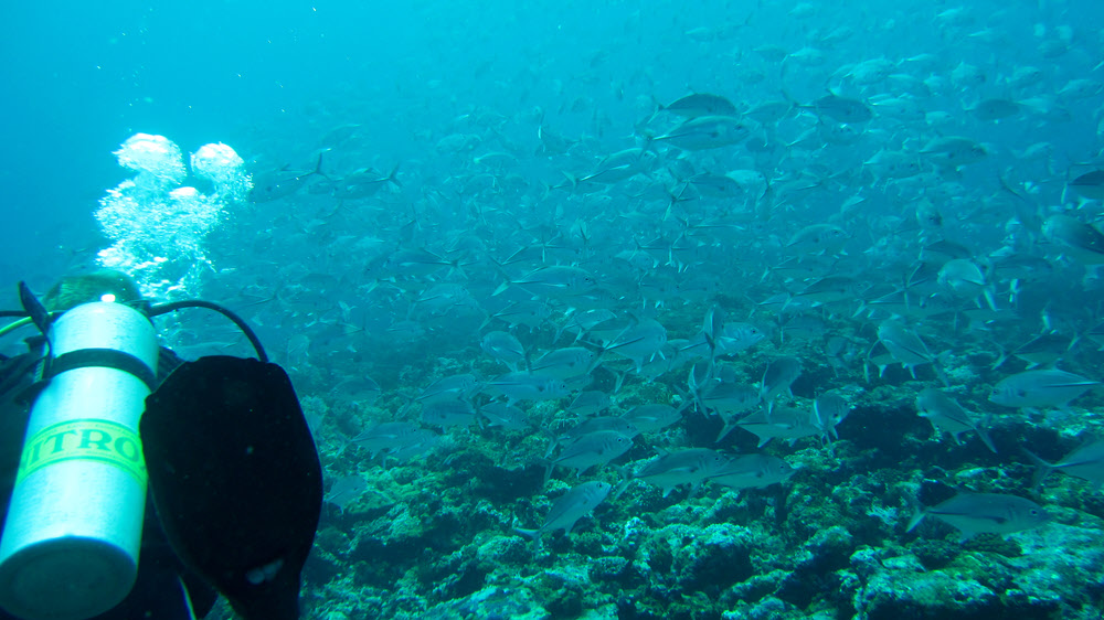 At Warren Thila we came across a huge shoal of thousands of Bigeye Trevallies (Caranx sexfasciatus). (194k)