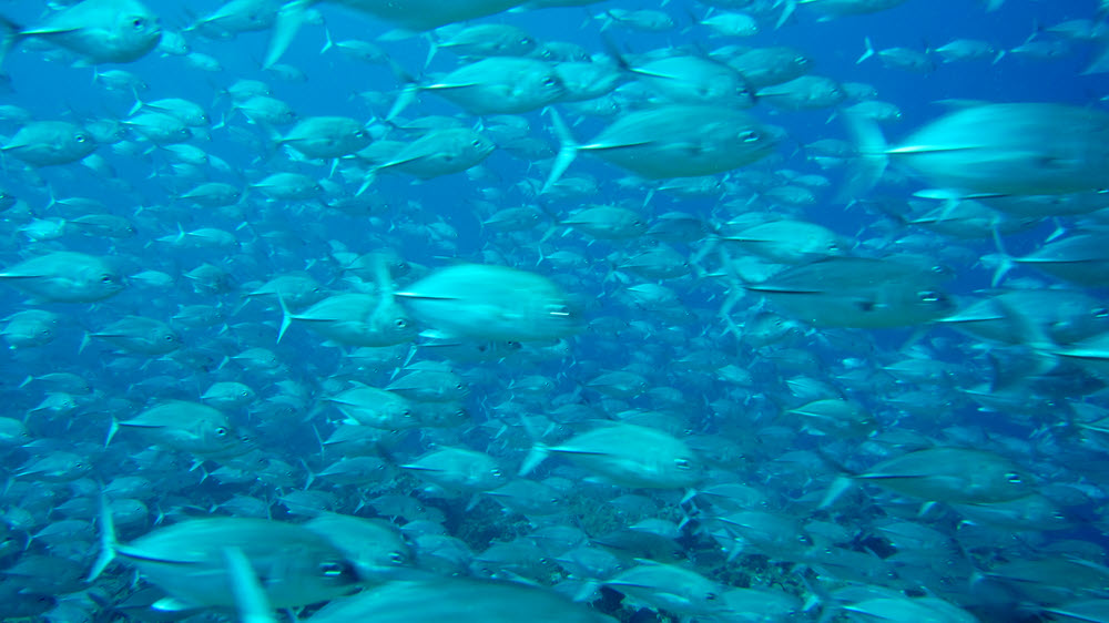We spent fully four minutes drifting quickly through this enormous group of fish.  (120k)