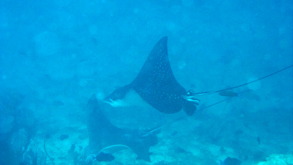 Two beautiful, elegant Spotted Eagle Rays (Aetobatus narinari) swim past in the distance below me at about 35m at Kuda Miaru Thila. (59k)