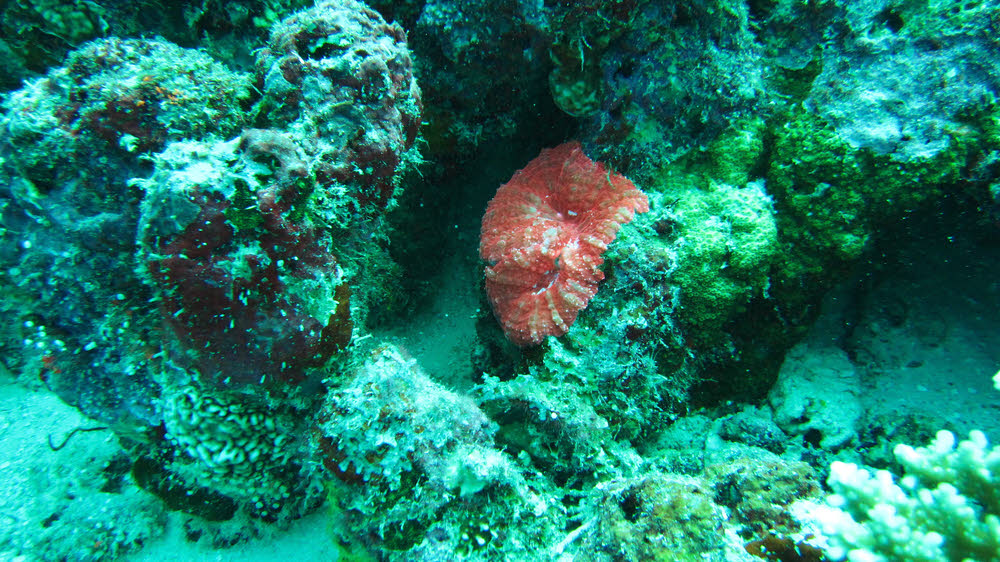 This bright pink splodge at Kuda Miaru Thila is possibly Ungiculate Sponge (Monanchora ungiculata).  (242k)