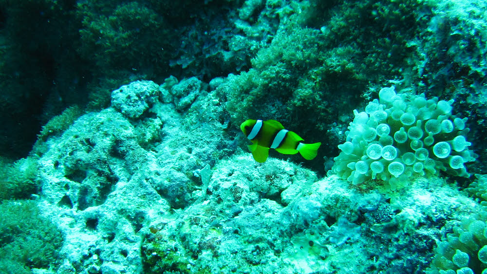 Unusual yellowish colour variation of Clark's Anemonefish (Amphiprion clarkii) next to its patch of Bulb-tentacle Anemone (Entacmea quadricolor)
        at Kuda Miaru Thila. Compare with the picture below.  (219k)