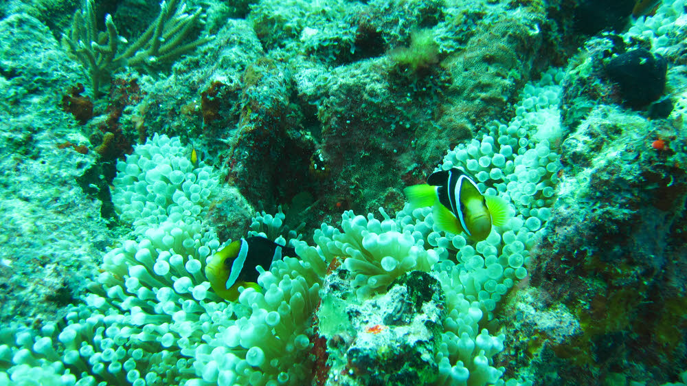 More normally-coloured Clark's Anemonefishes guarding their Bulb-tentacle Anemone a few yards away at Kuda Miaru Thila.  (232k)