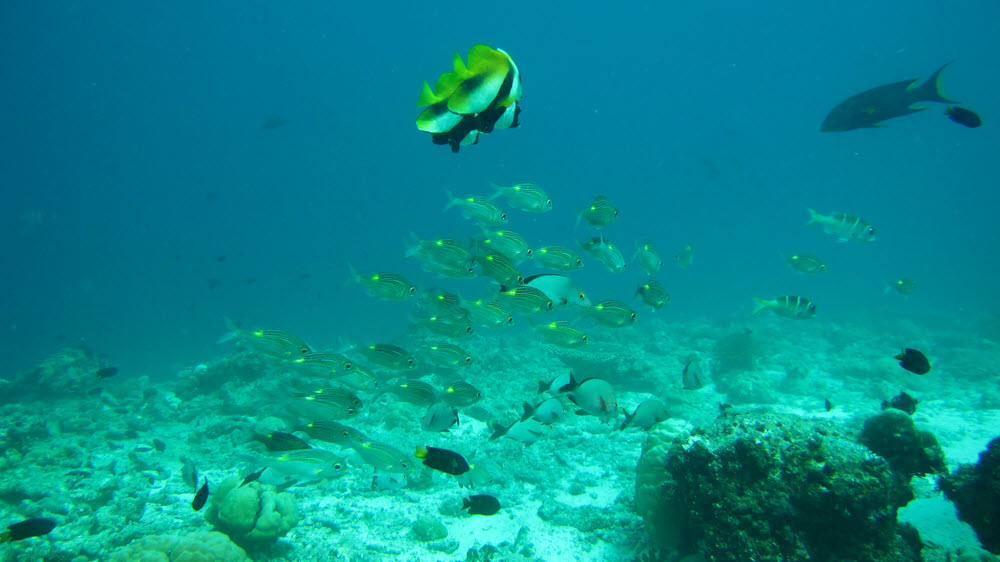 A pair of Phantom or Indian Bannerfish (Heniochus pleurotaenia) hover above a mixed group of Gold-striped bream or Yellowspot Emperor (Gnathodentex
        aureolineatus) and Humpback Red Snapper (Lutjanus gibbus), with a couple of Large-eyed Sea Bream (Monotaxis grandoculis) off to the right
        at about 10m on the reeftop at Kuda Miaru Thila.  (109k)