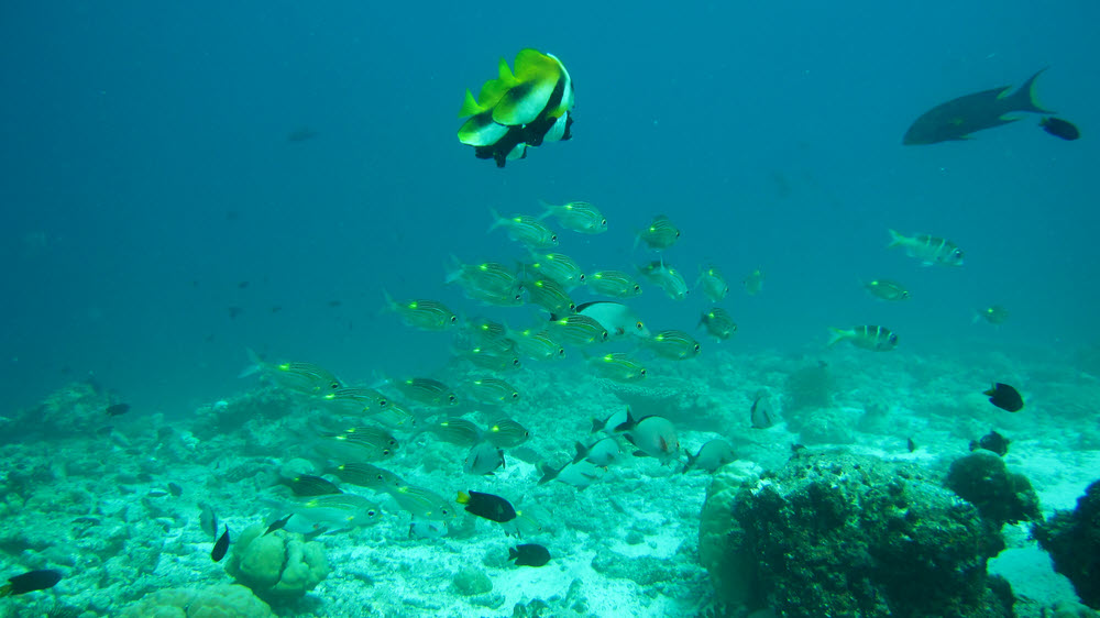 A pair of Phantom or Indian Bannerfish (Heniochus pleurotaenia) hover above a mixed group of Gold-striped bream or Yellowspot Emperor (Gnathodentex
aureolineatus) and Humpback Red Snapper (Lutjanus gibbus), with a couple of Large-eyed Sea Bream (Monotaxis grandoculis) off to the right
at about 10m on the reeftop at Kuda Miaru Thila. (109k)