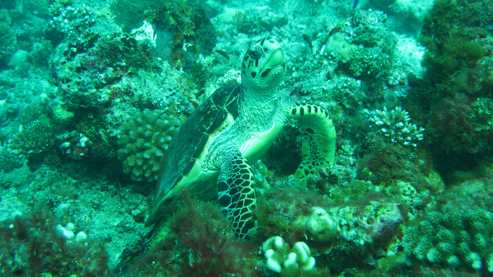 At Kuda Miaru Thila I came across this Hawksbill Turtle....  (258k)