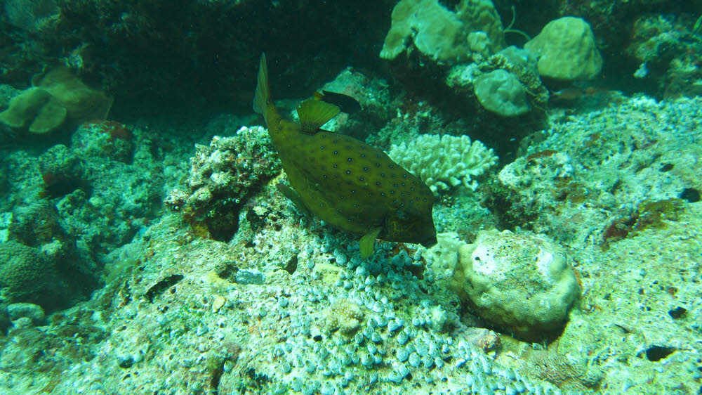 Yellow Boxfish (Ostracion cubicus) at Kuda Miaru Thila.  (204k)