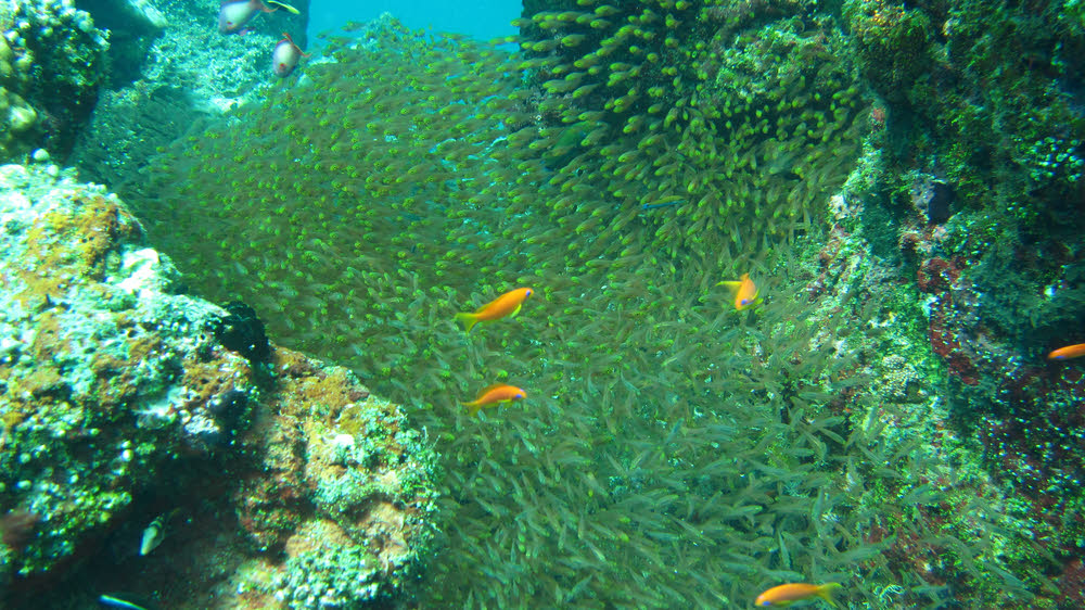 Characteristically dense swarm of Slender or Pygmy Sweepers (Parapriacanthus ransonneti) fill a canyon between two coral heads at Kuda Miaru Thila. (223k)