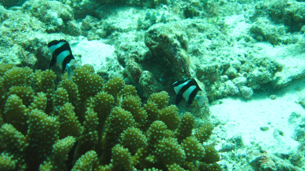 A pair of Humbug Damselfish (Dascyllus aruanus) are ready to duck into their Verrucose Pocillopora (Pocillopora Verrucosa) coral head at Kuda Miaru Thila.  (164k)