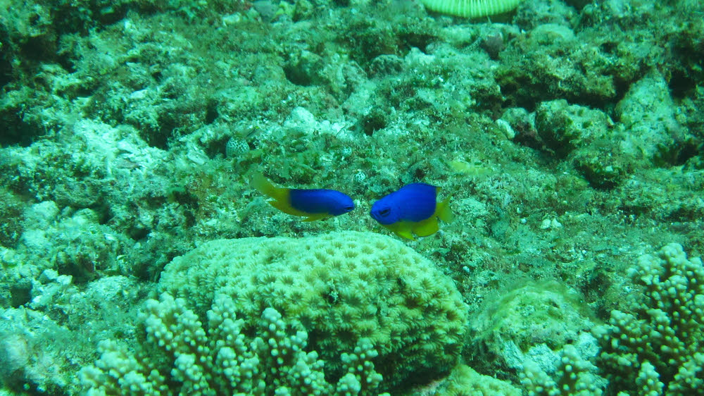 A pair of Caerulean Damsel(Pomacentrus caeruleus) at Kuda Miaru Thila.  (197k)