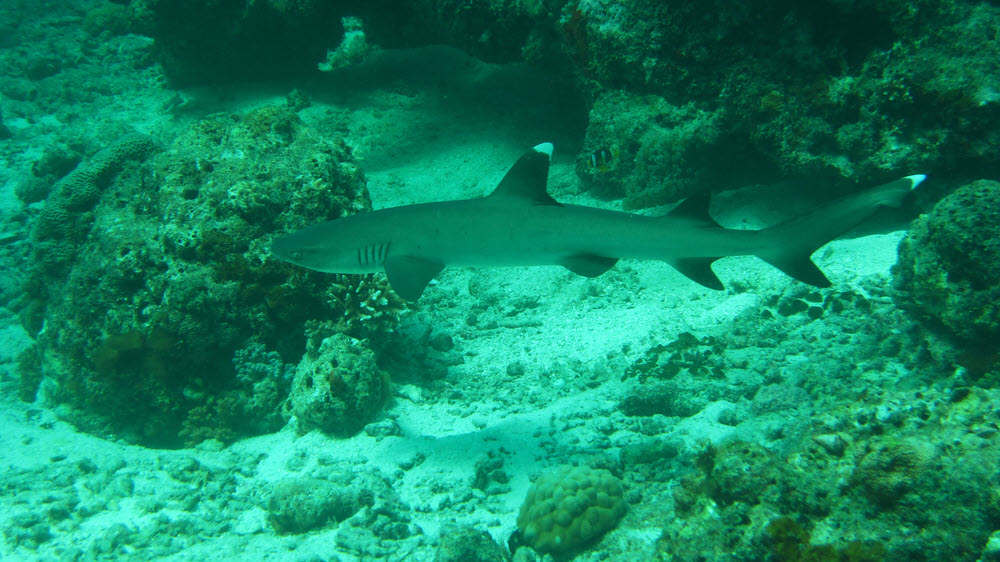 A Whitetip Reef Shark (Triaenodon obesus) swims lazily past me across the reeftop at the end of our dive at Kuda Miaru Thila.  (186k)