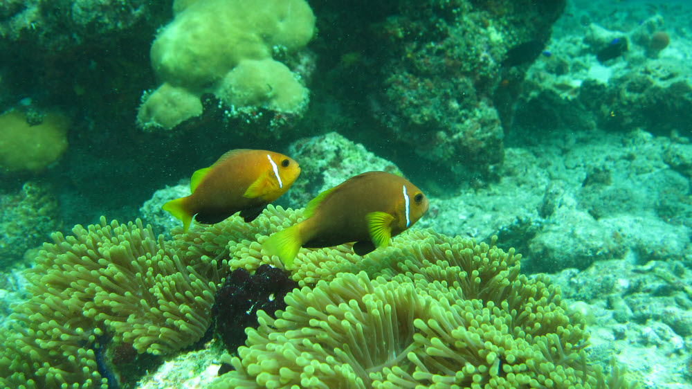 A pair of Maldives Anemonefish or Black-footed Clownfish (Amphiprion nigripes) at Kuda Miaru Thila.  (184k)