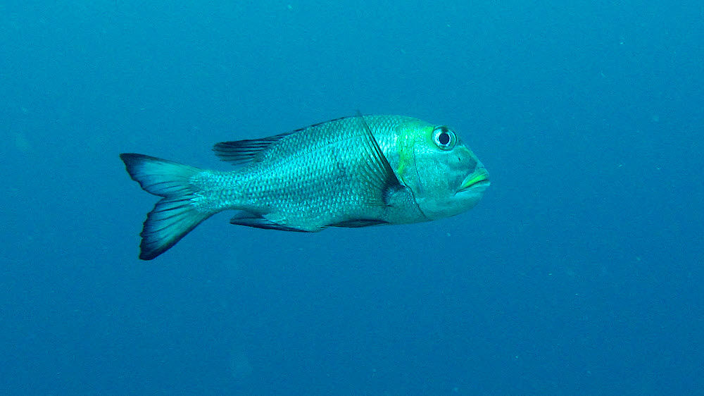 No idea what this is - possibly a Sweetlips (Plectorhinchus sp) of some sort at Kuda Faru Thila.  (97k)