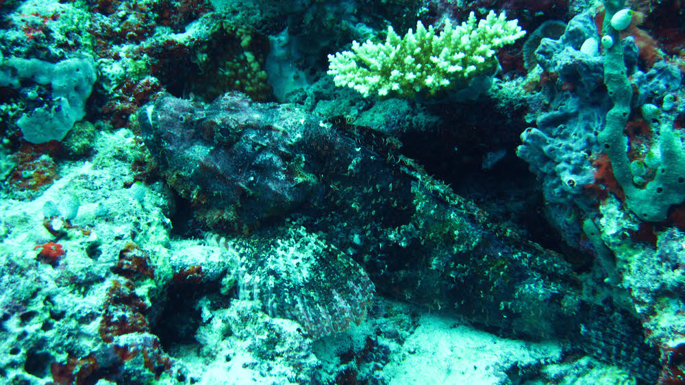 Well-camouflaged Scorpionfish, probably Tassled Scorpionfish (Scorpaenopsis oxycephala).  (196k)