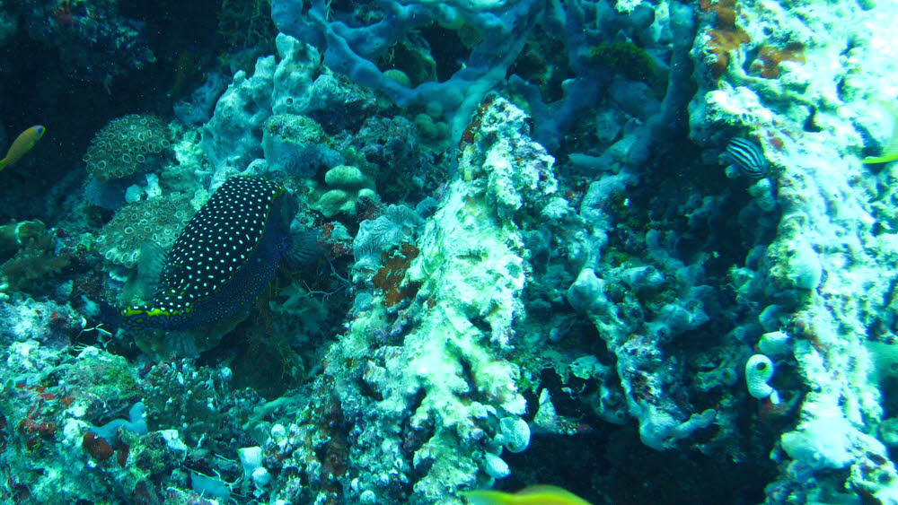 Spotted Trunkfish (Ostracion meleagris) and a Rose Phyllidiella nudibranch (Phyllidiella rosans) at Kuda Faru Thila.  (189k)