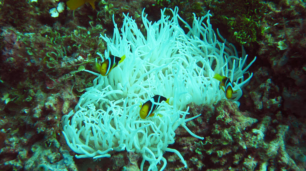 Clark's Anemonefish (Amphiprion clarkii) at Kuda Faru Thila hiding in an unusual white-tentacled Magnificent Sea Anemone (Heteractis magnifica).  (195k)