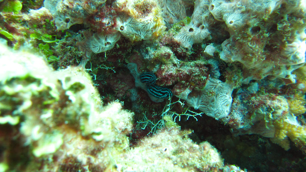 A couple of Rose Phyllidiella nudibranchs (Phyllidiella rosans) at Kuda Faru Thila.  (203k)