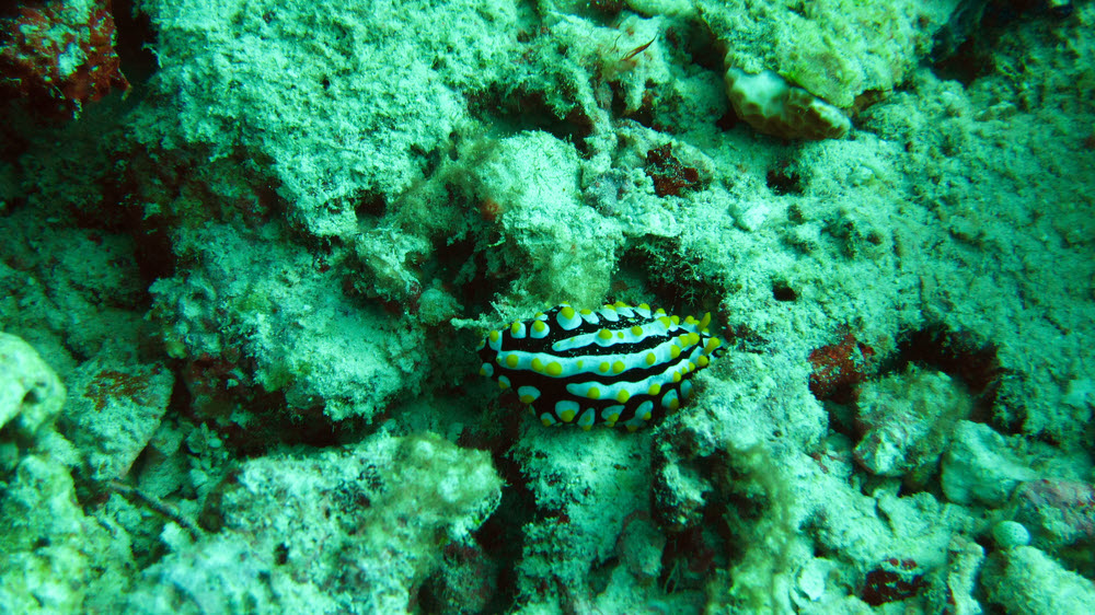 A Varicose Phyllidia nudibranch(Phyllidia varicosa) at Kuda Faru Thila.  (283k)