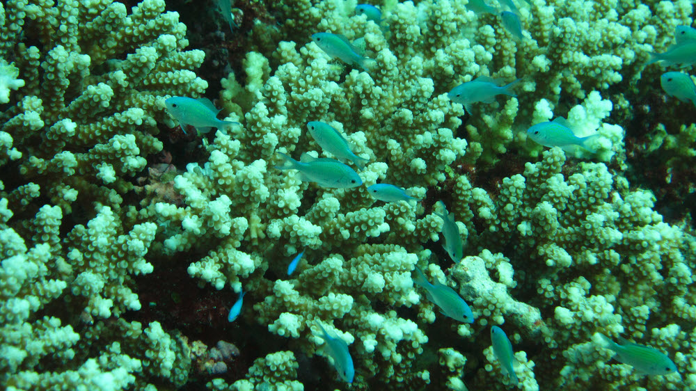 Blue-green Chromis (Chromis viridis) lurking near their favoured bit of branching coral at Kuda Miaru Thila.  (267k)