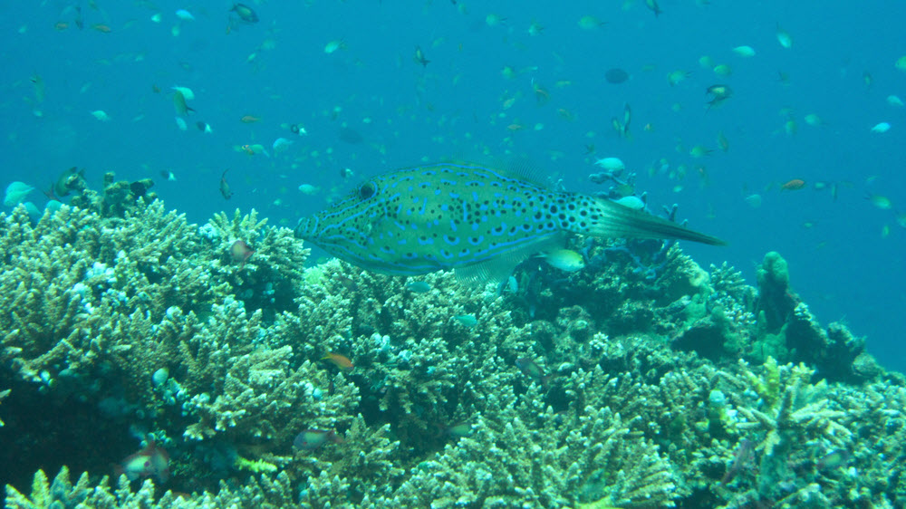 The uncommon Scribbled Filefish (Aluterus scriptus) at Kuda Faru Thila.  (205k)