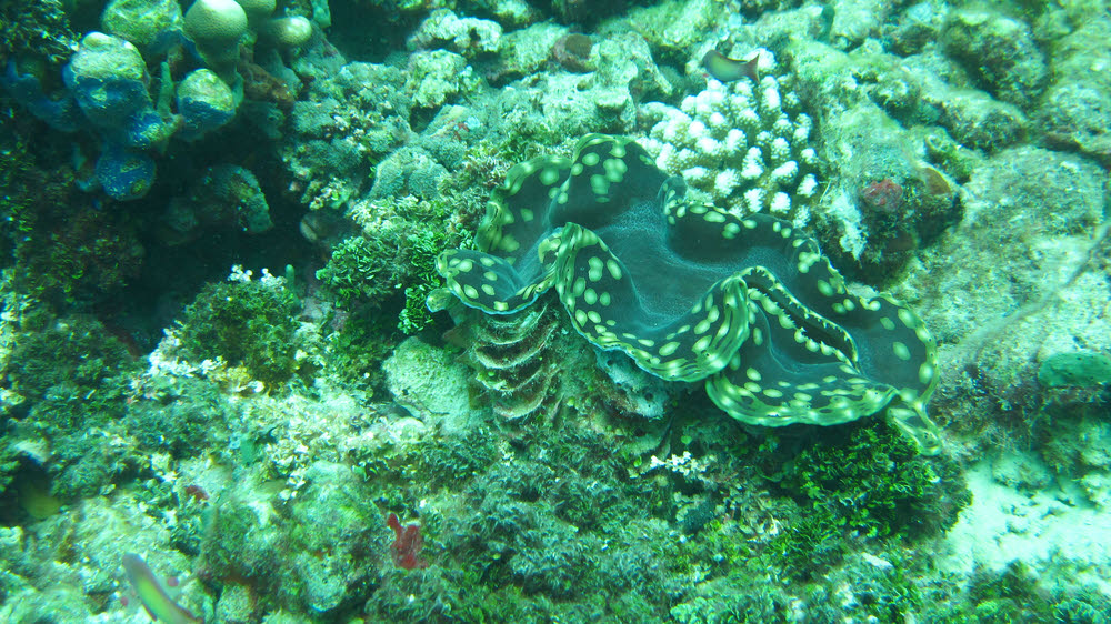 Fluted Giant Clam (Tridacna squamosa) Kuda Faru Thila. (272k)