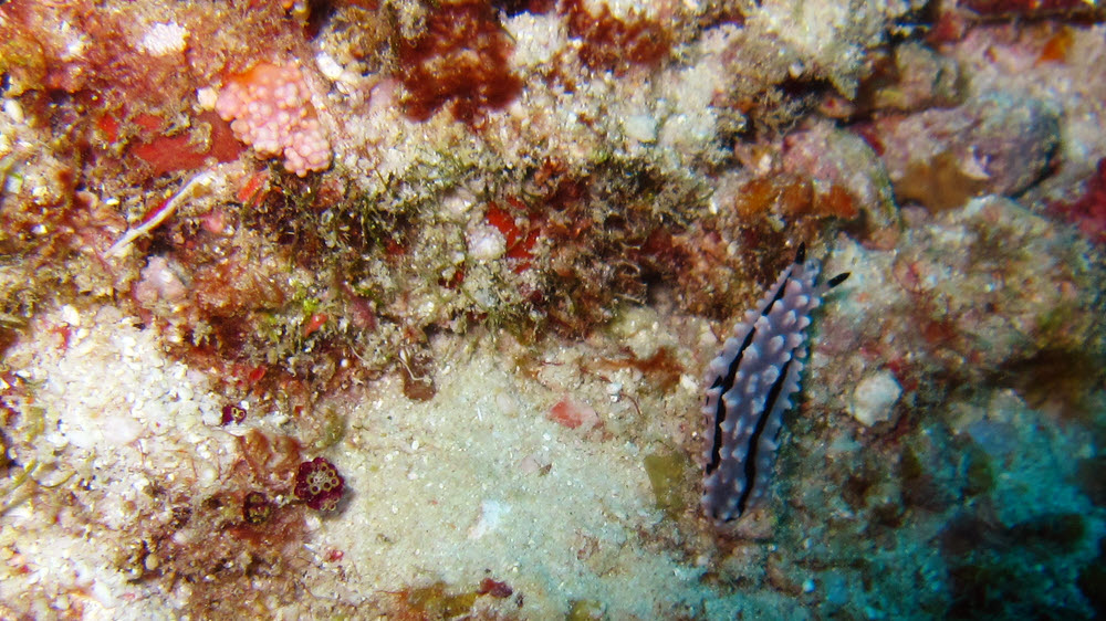 Rudman's Phyllidiella nudibranch (Phyllidiella rudmani) at Miaru Gali Thila. Note the black-tipped 'horns' at the front end.  (218k)