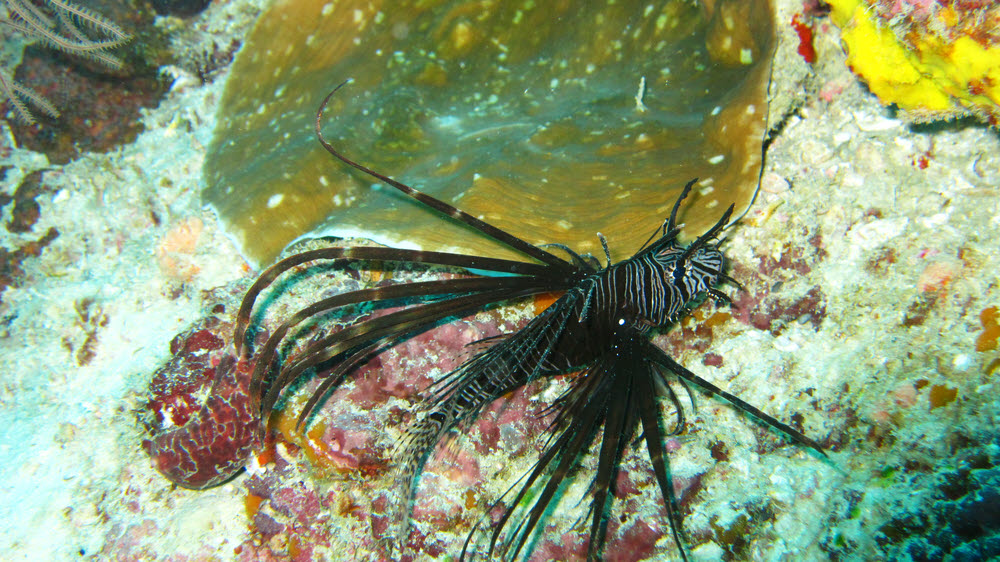 Unusually dark coloured Lionfish variation (Pterois volitans) at Miaru Gali Thila.  (252k)