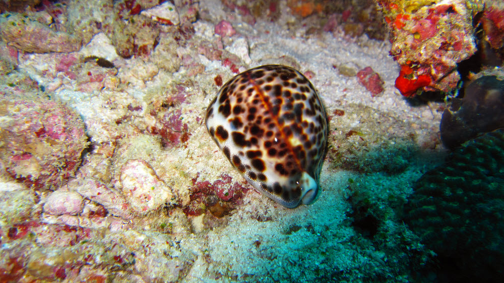 A beautiful Tiger Cowry (Cypraea tigris) at Miaru Gali Thila.  (251k)