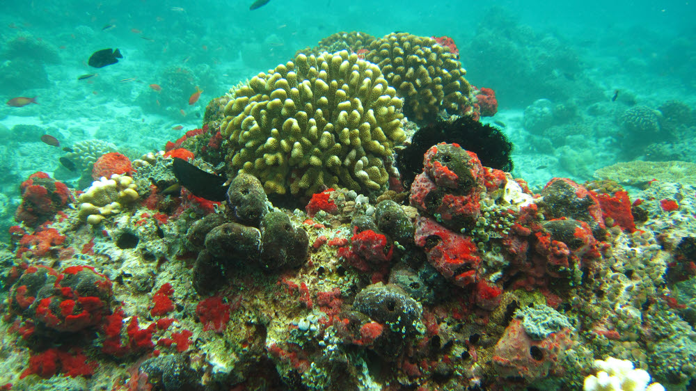 Brilliantly coloured corals on the reeftop at Miaru Gali Thila.  (246k)