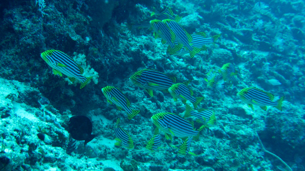 A group of Oriental Sweetlips (Plectorhinchus orientalis) swimming against the strong current during our fast drift dive at at Himandhoo Kandu.  (212k)