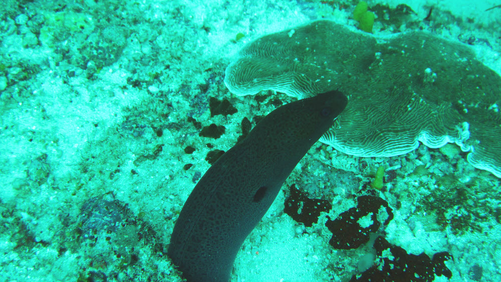 We saw loads of Giant Morays (Gymnothorax javanicus) at Fish Head (aka Shark Thila).  (251k)