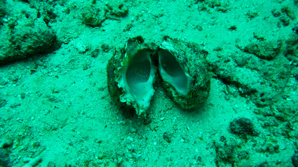 Something big opened up this sizeable bivalve for lunch.....  (222k)