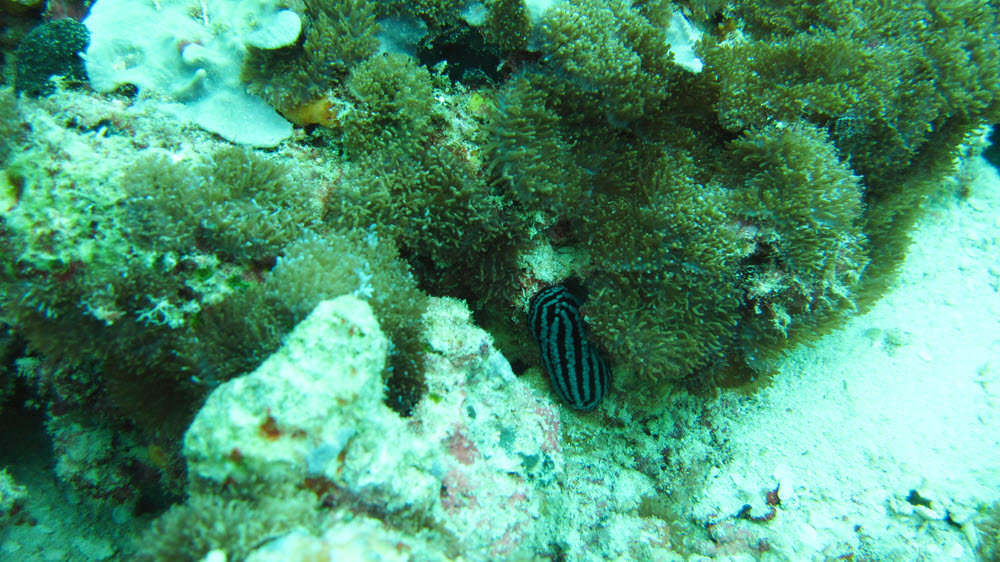 A Rose Phyllidiella nudibranch (Phyllidiella rosans) at Fish Head.  (245k)