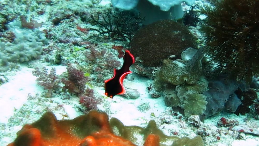 A Spanish Dancer (Hexabranchus sanguineus) at Himandoo Kandu.  (130k)