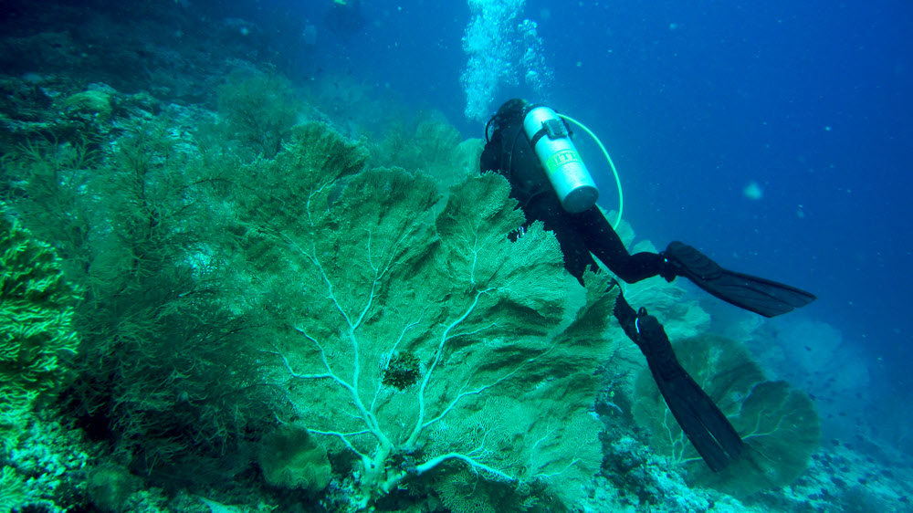 Dive leader Jan amongst Smooth sea fans (Annela molis).  (236k)