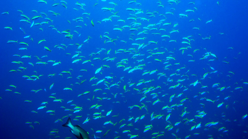 A shoal of Yellowfin fusiliers (Caesio Xanthanotus).  (145k)