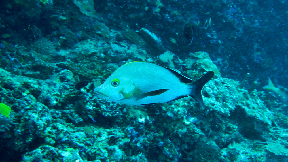 Humpback or Paddletail Snapper (Lutjanus gibbus), also at Ali Thila.  (229k)