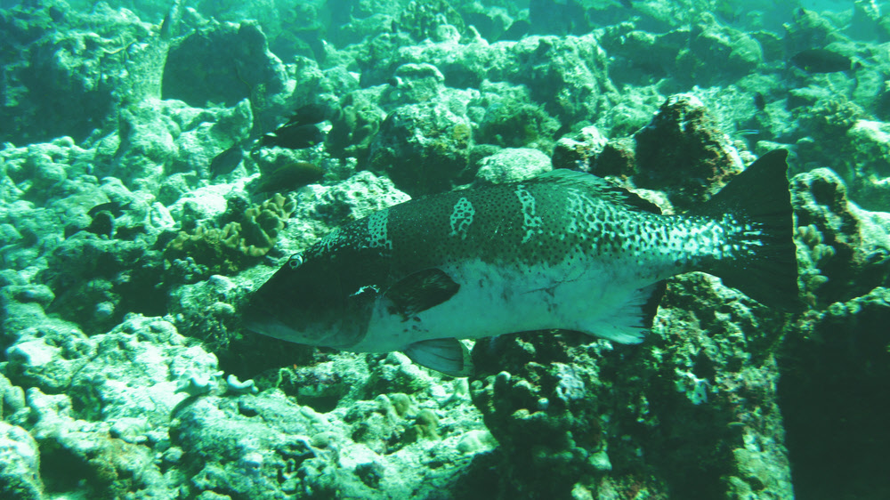 A huge Saddleback coralgrouper (Plectropomus laevis) at Himandoo Kandu.   (316k)