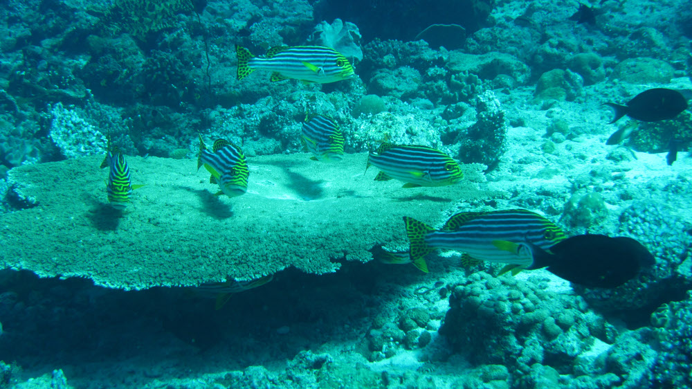 A group of Oriental Sweetlips (Plectorhinchus orientalis) at Himandoo Kandu.  (273k)