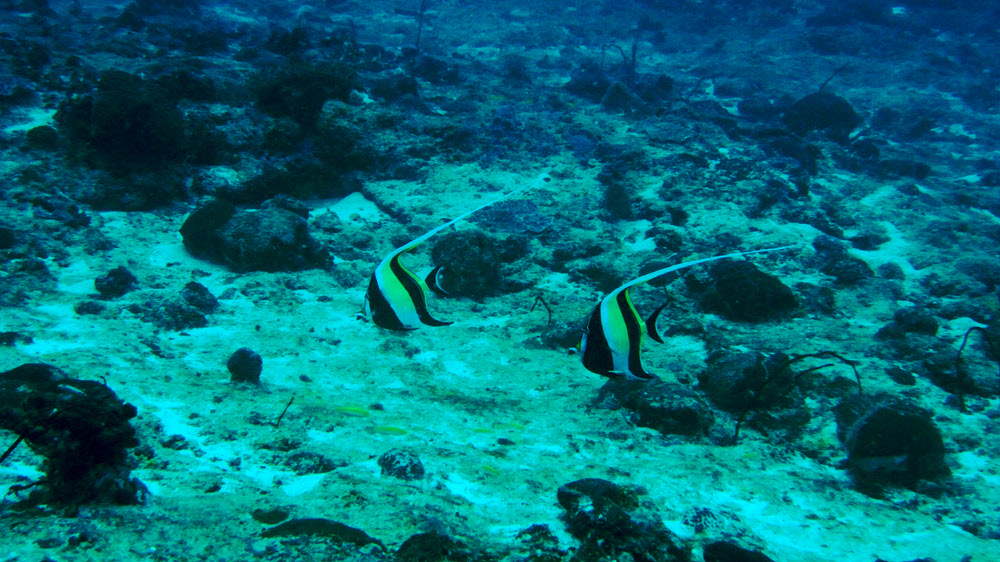 Elegant Moorish Idols (Zanclus cornutus) at 27m at Warren Thila.  (268k)