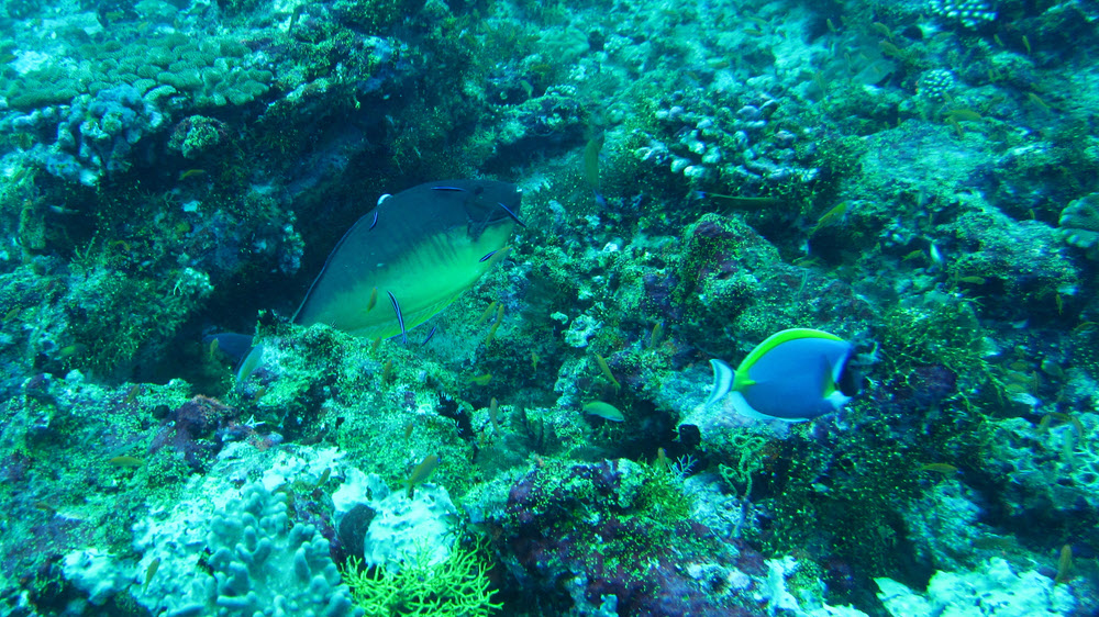 A Powder-blue surgeonfish (Acanthurus leucosternon) scurries past while a Blacktongue Unicornfish (Naso hexacanthus) gets attention from cleaner wrasse at Warren Thila.  (374k)