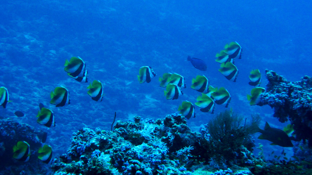 Masked Bannerfish (Heniochus monoceros) at Himandoo Thila.  (189k)